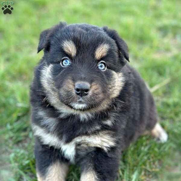 Dolly, Miniature Australian Shepherd Puppy